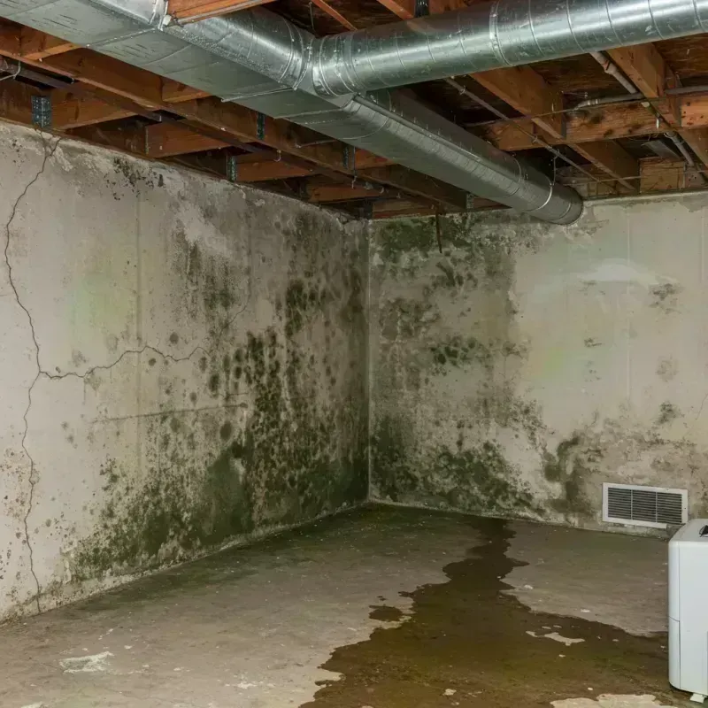 Professional Mold Removal in Saint Charles, MO